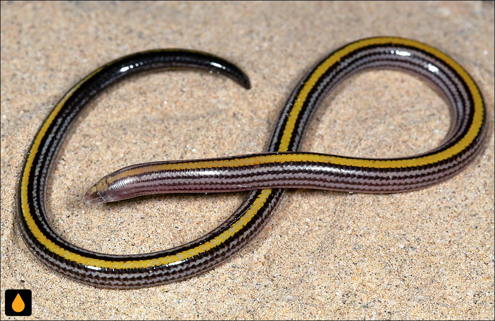 سقنقور بی‌پای کور میر