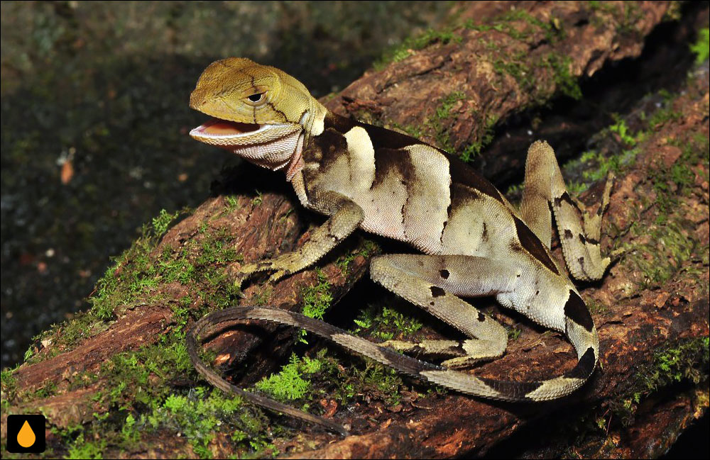 آنول فربه‌سر لیچ