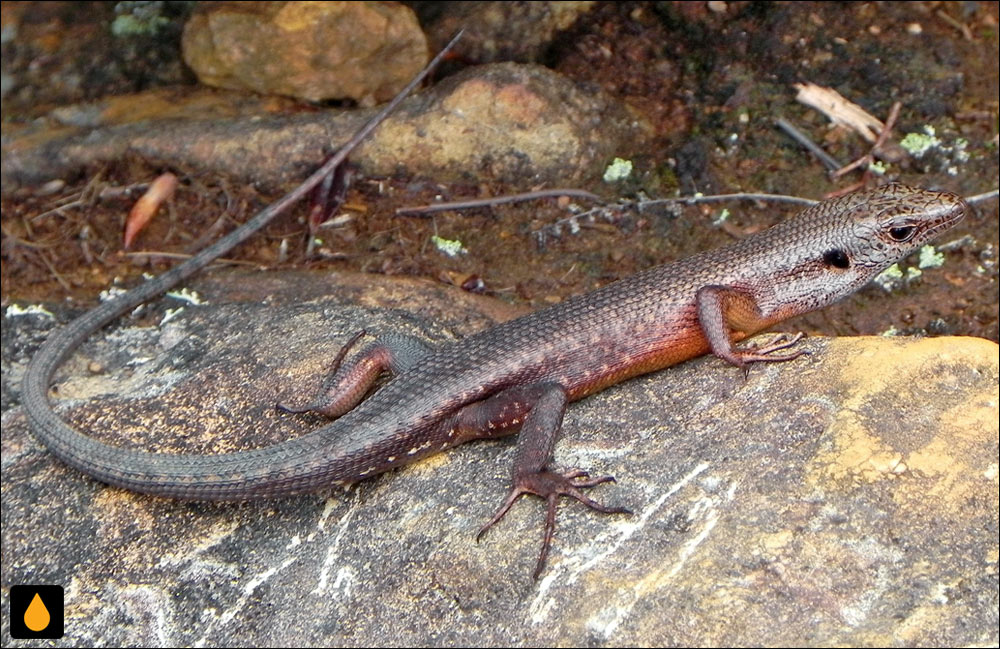 سقنقور دمتازیانهای جنوبی