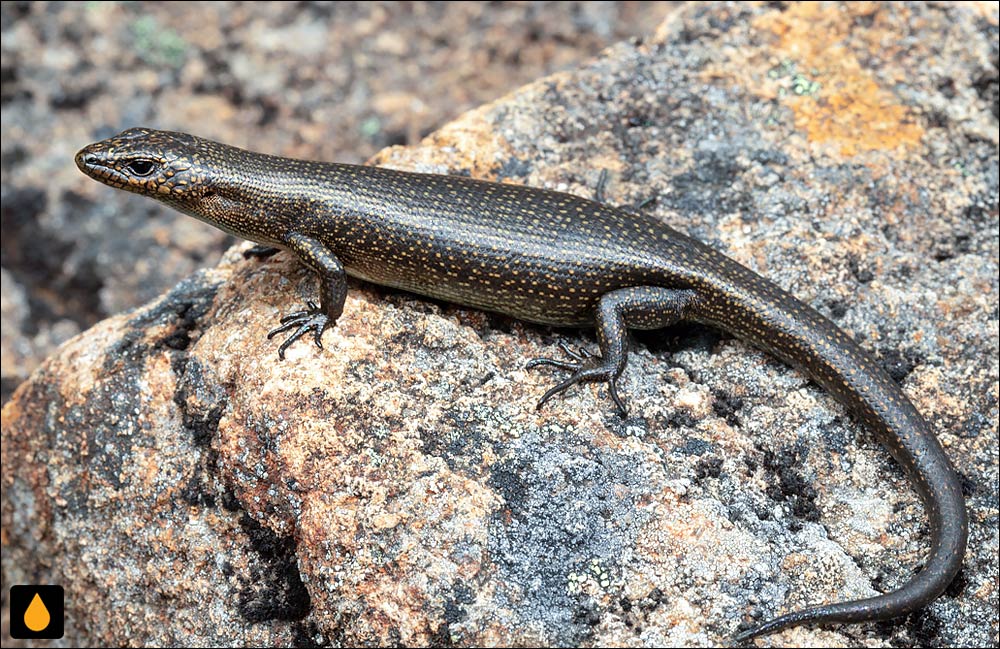 سقنقورسرد آلپاین