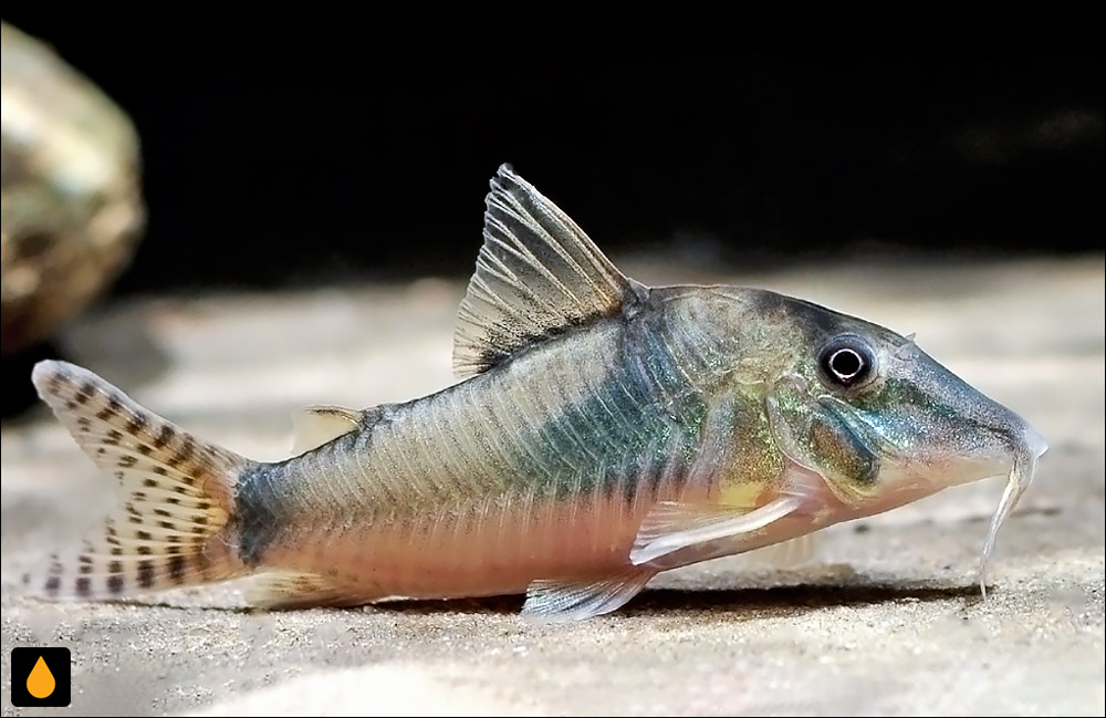 Corydoras septentrionalis