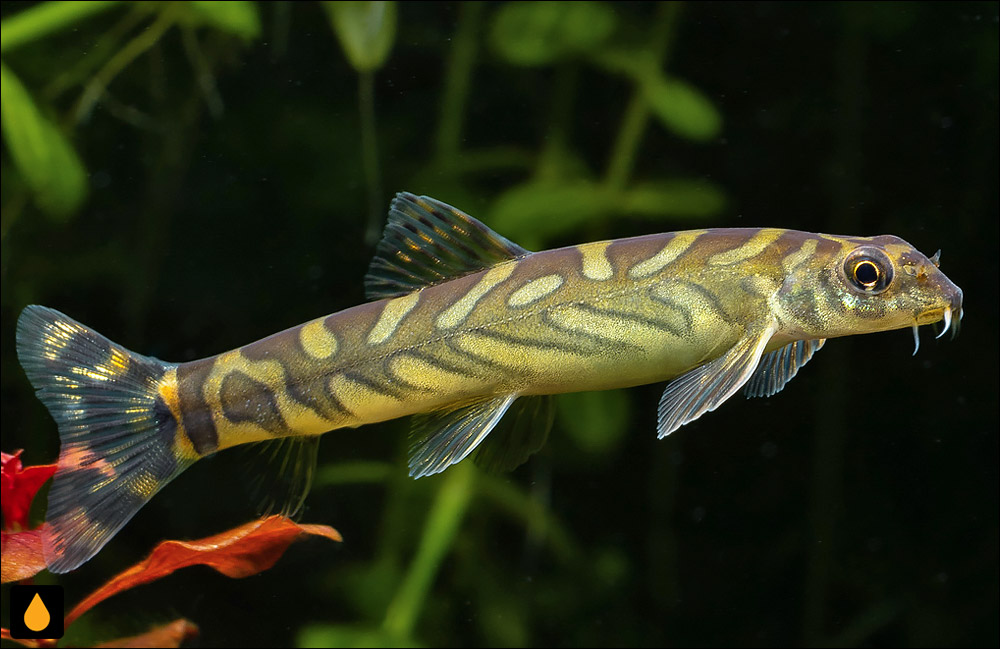 Mesonoemacheilus triangularis