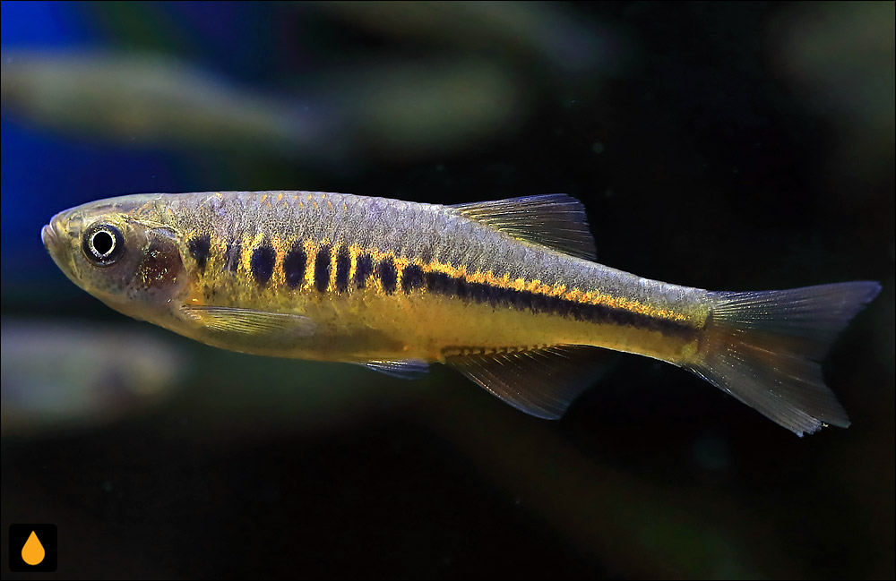 Devario apogon