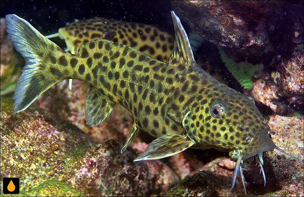 Synodontis melanostictus