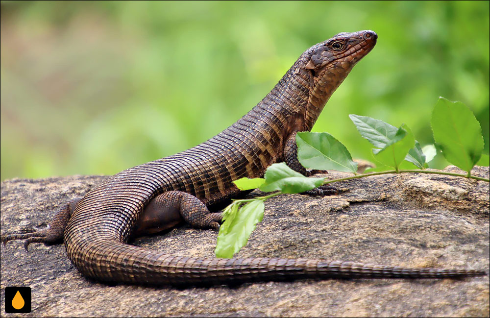 مارمولک پولک‌پوست غول‌پیکر معمولی