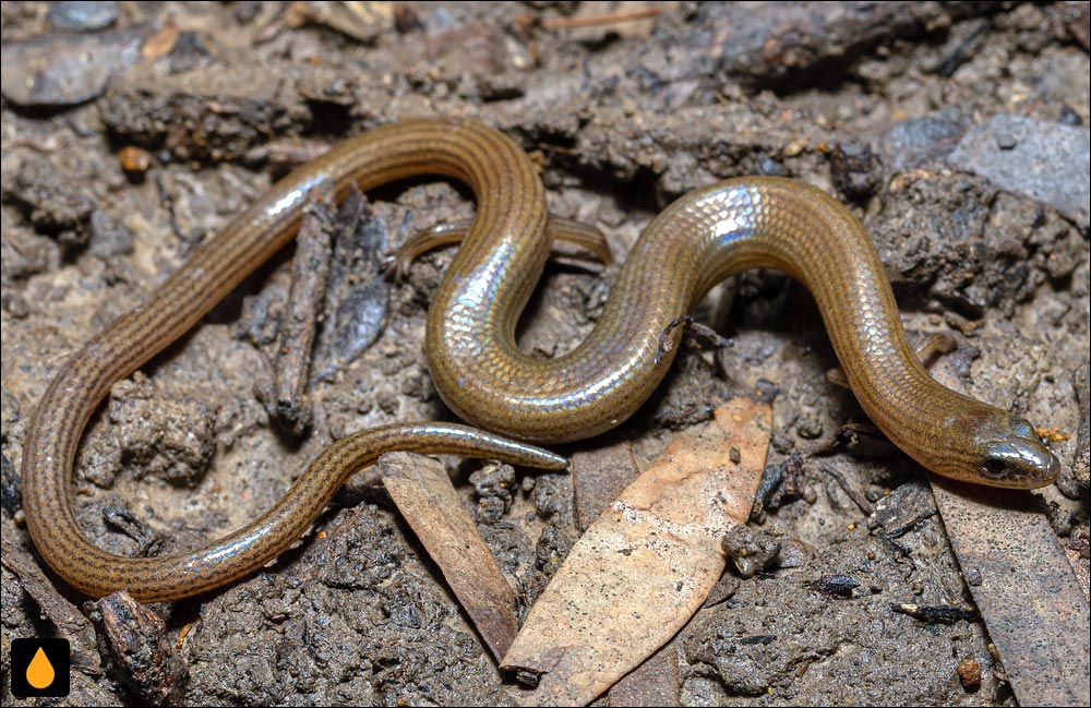 سقنقور خمشپذیر سیامی