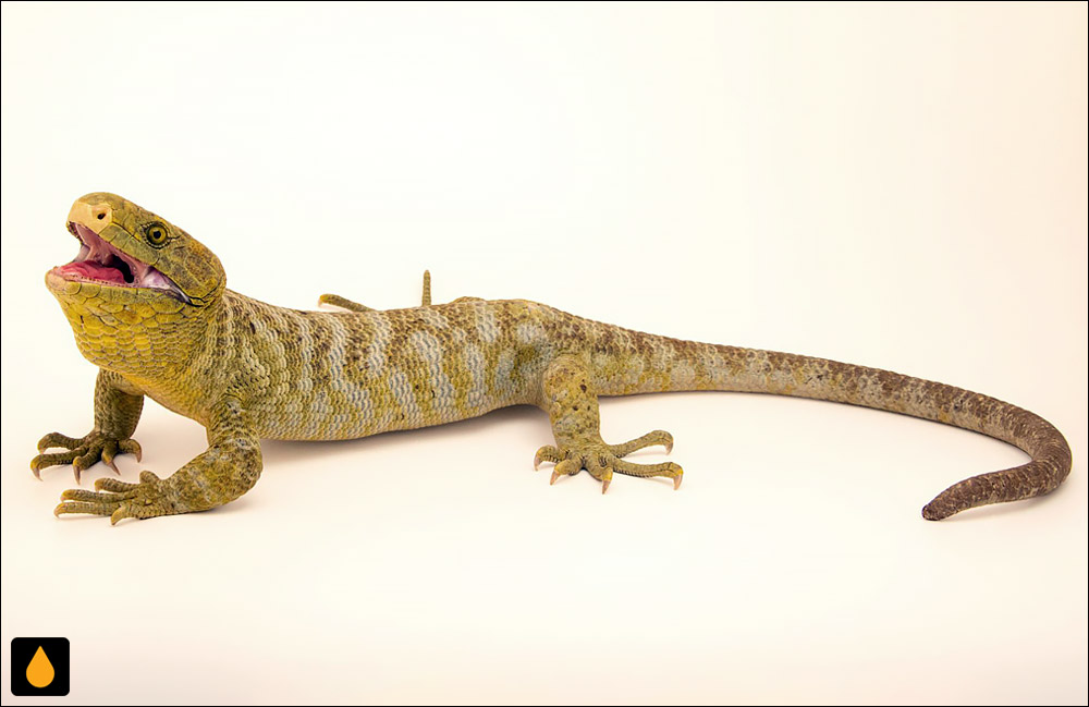 سقنقور جزایر سلیمان