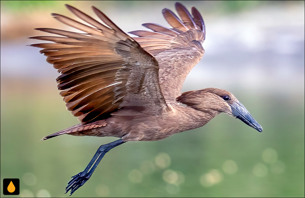 سرچکشی (پرنده‌ای از خانواده‌ی سرچکشیان)