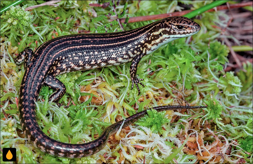 سقنقور آبی کوهستان آبی