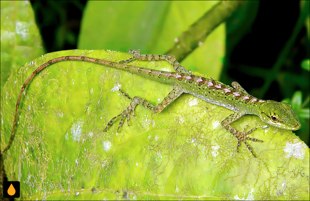 آنول اوشانسی (آنول آند)