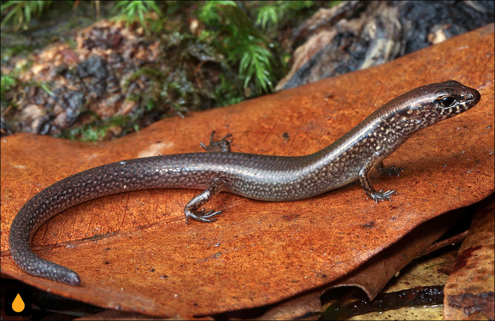 کالیپتوتیس دم‌سرخ