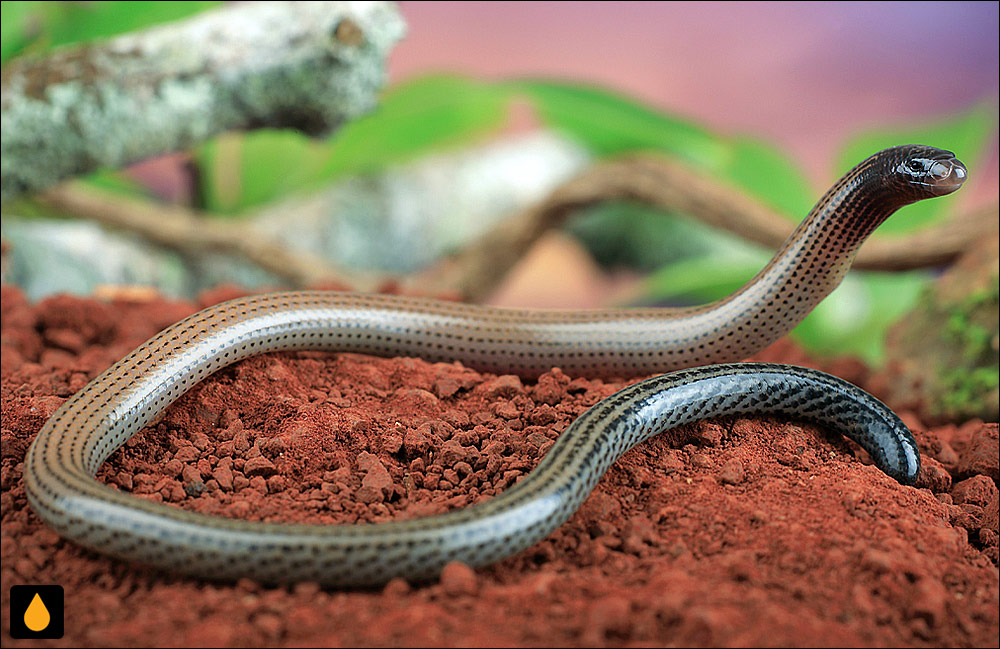 سقنقور کرمی لکه‌دار