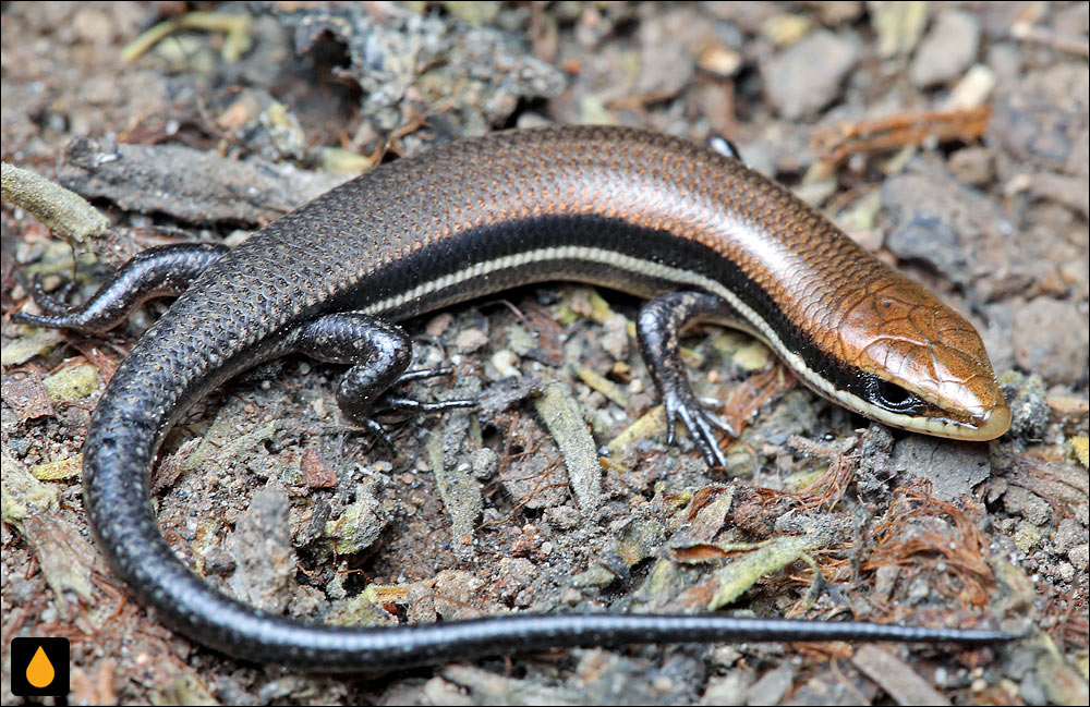 سقنقور گواناکاسته