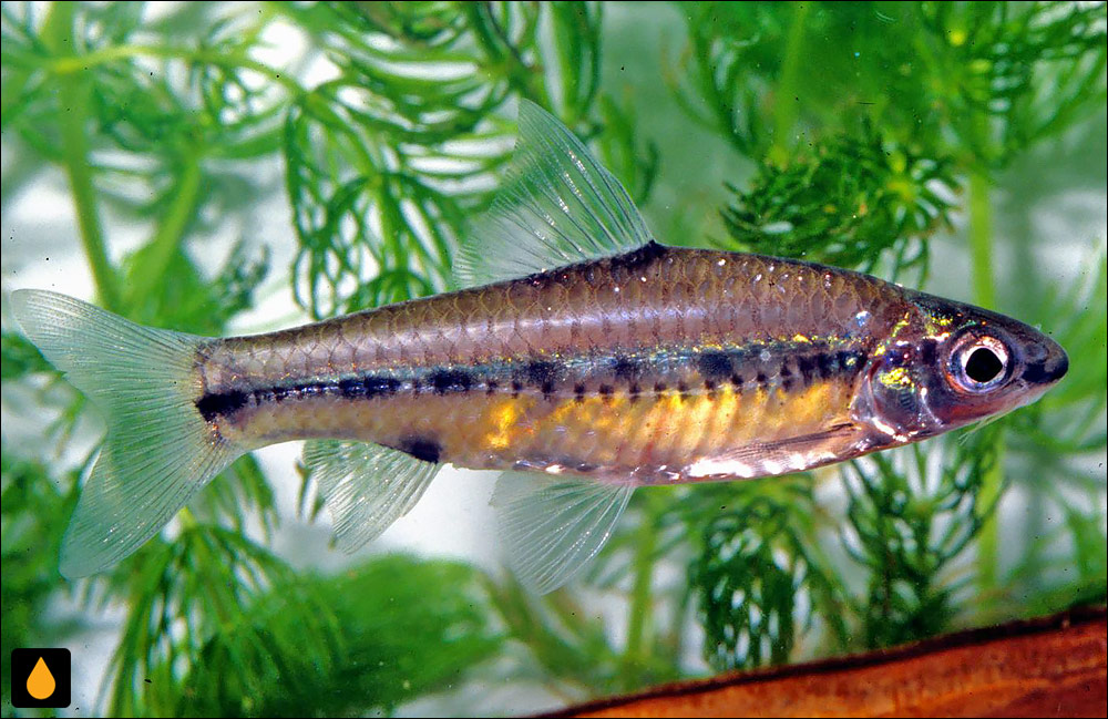 Enteromius baudoni