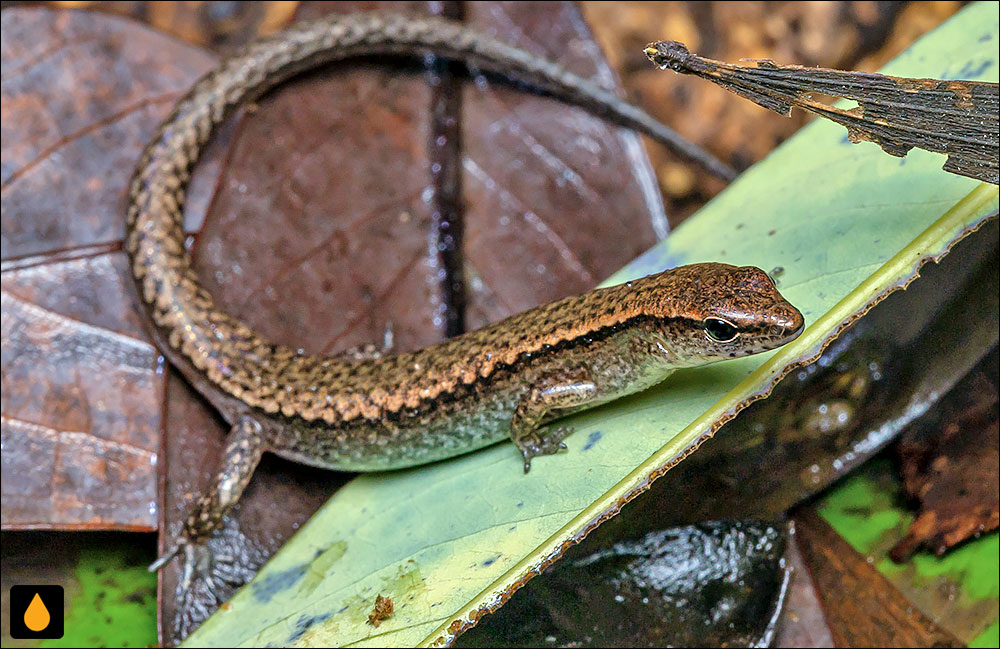 سقنقور زمینی فروتن