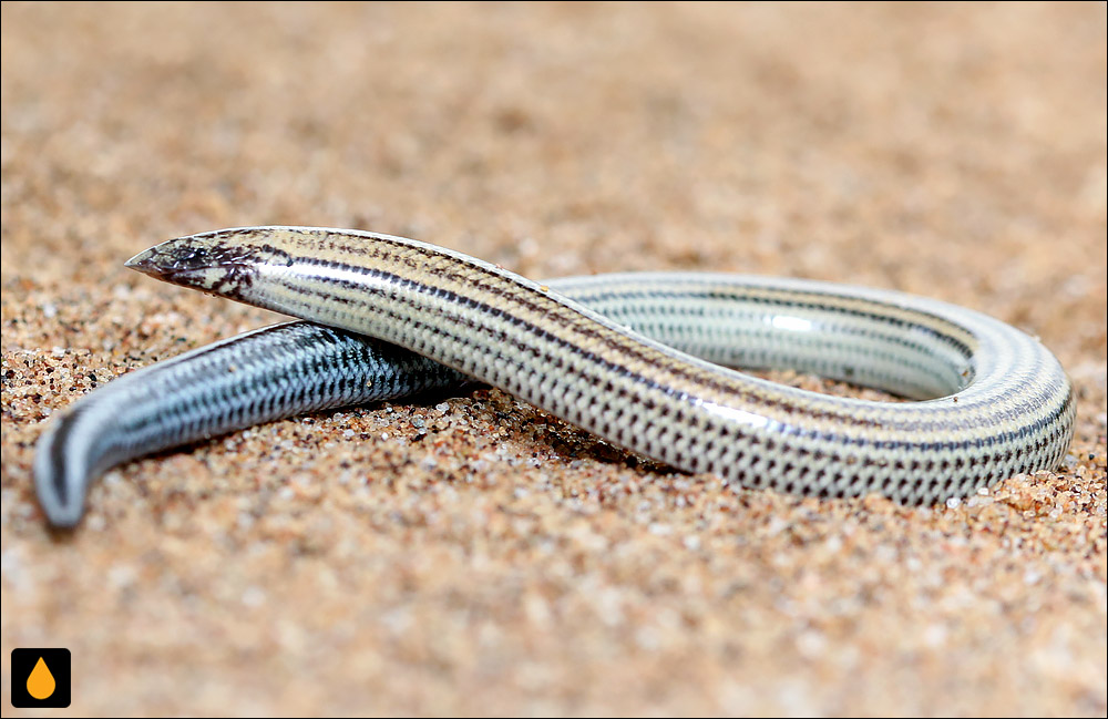 سقنقور دارت کور کوتاه