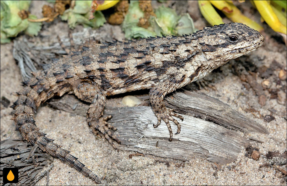 مارمولک کمربنددار درشت‌پولک