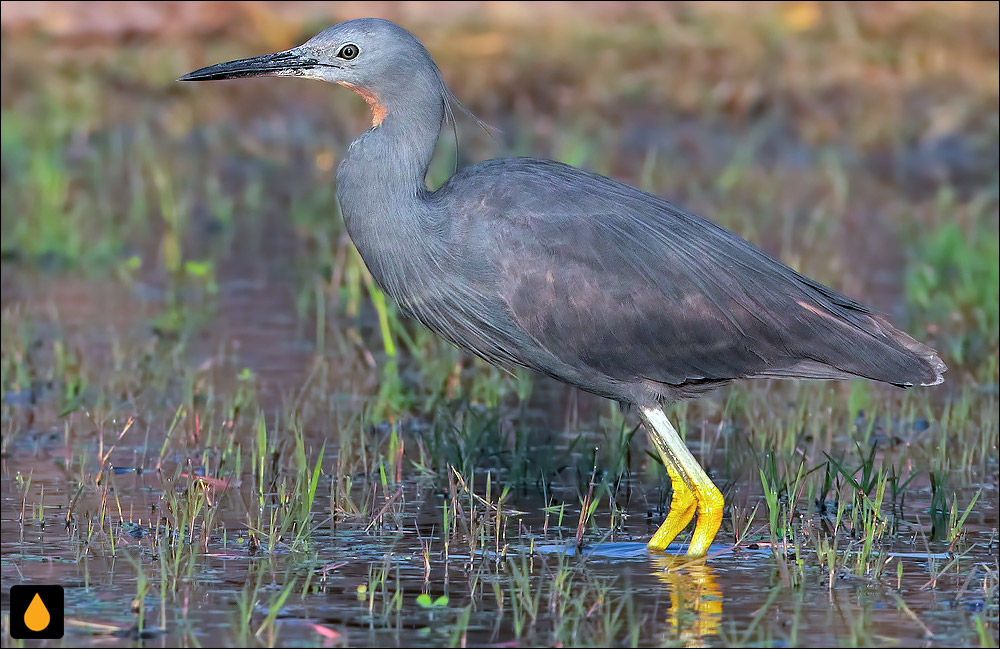 قار توسی (قار گلوسرخ)