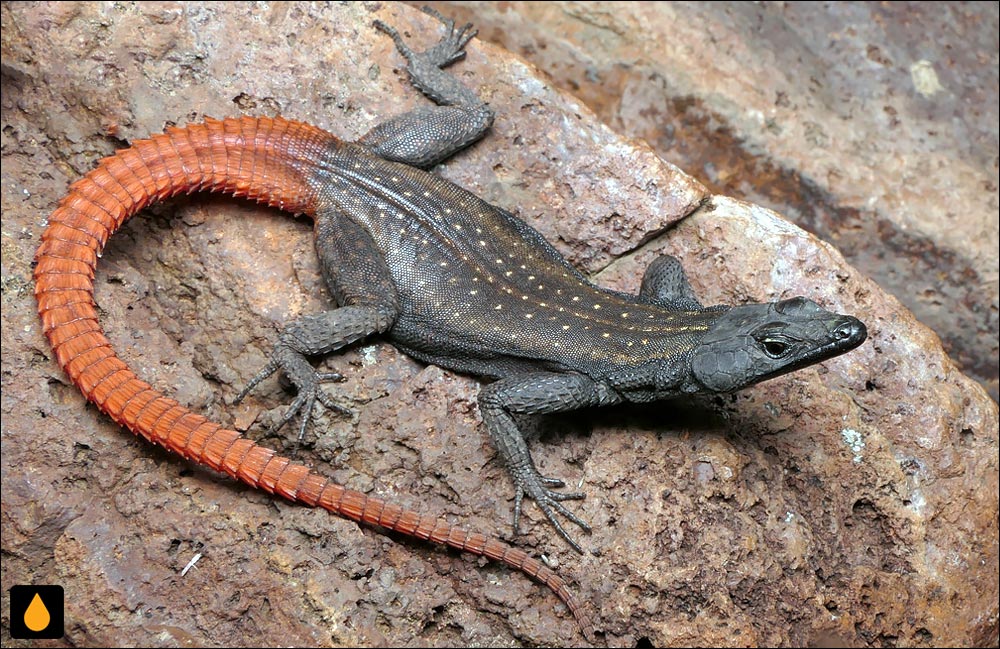 مارمولک تخت لبومبو