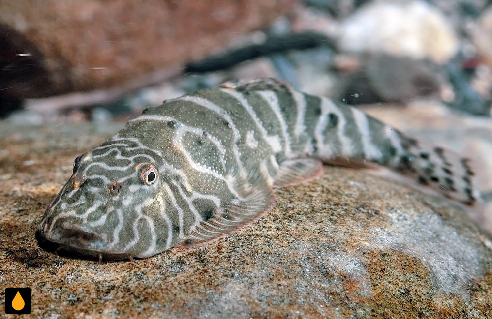 Neogastromyzon brunei