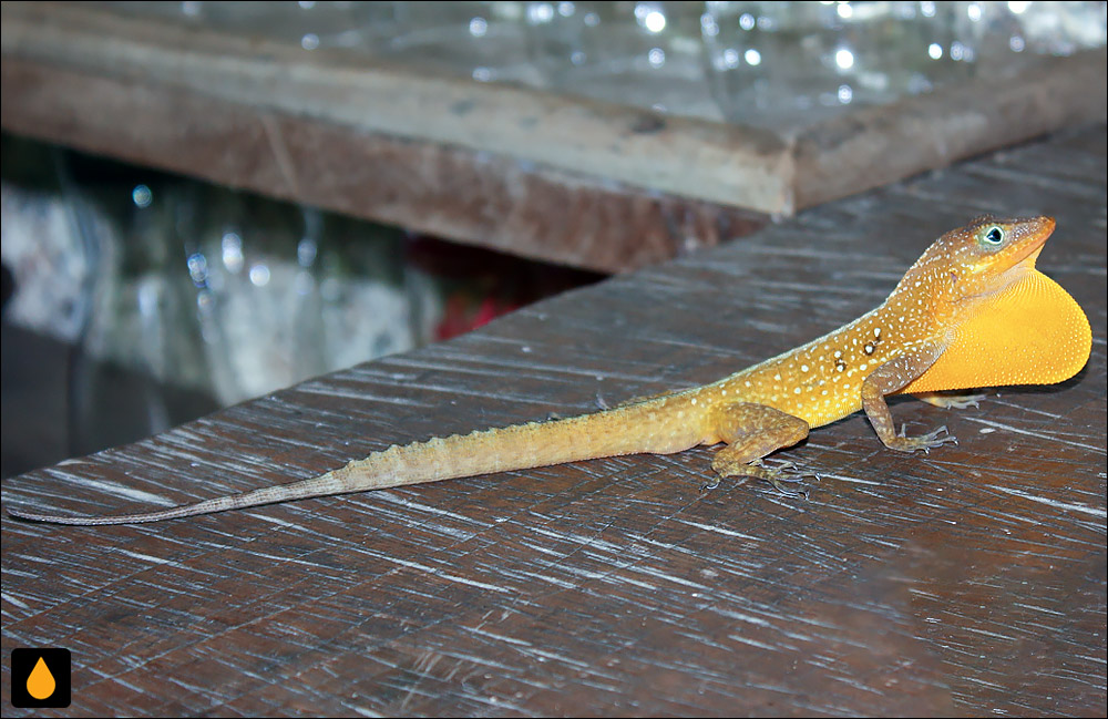 آنول دومینیکا