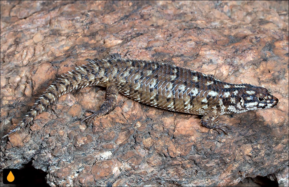 سقنقور خاردم هاسمر