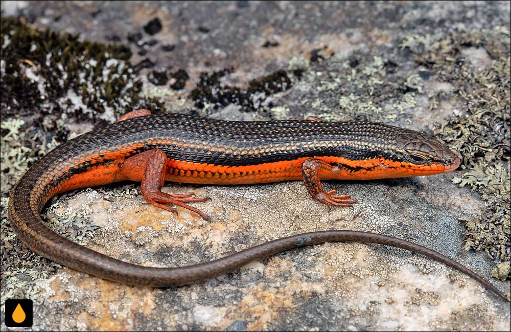 سقنقور پهلوسرخ