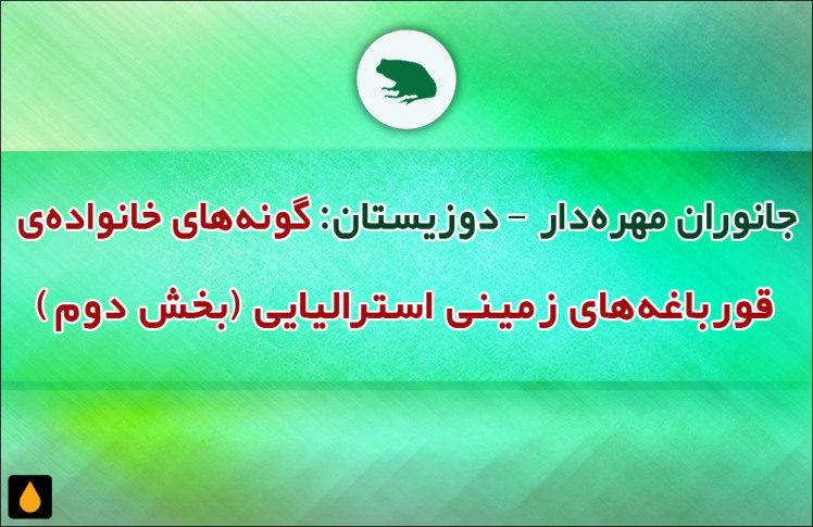 جانوران مهره‌دار - دوزیستان: گونه‌های خانواده‌ی قورباغه‌های زمینی استرالیایی (بخش دوم)