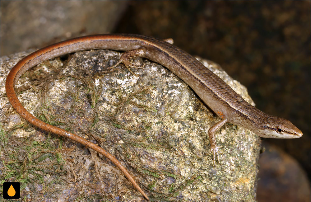 سقنقورسایهی یونگلا