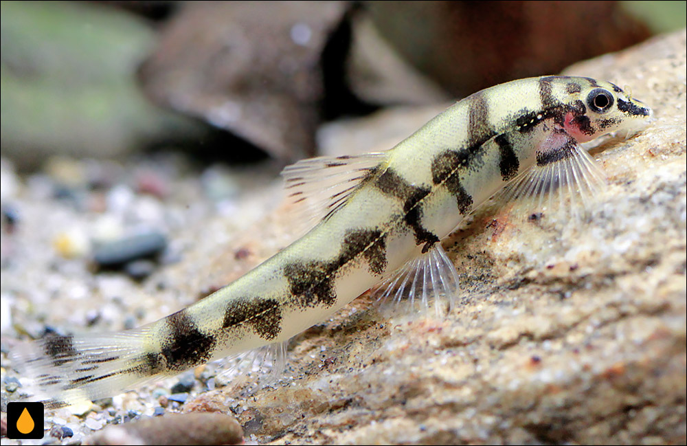 Plesiomyzon baotingensis