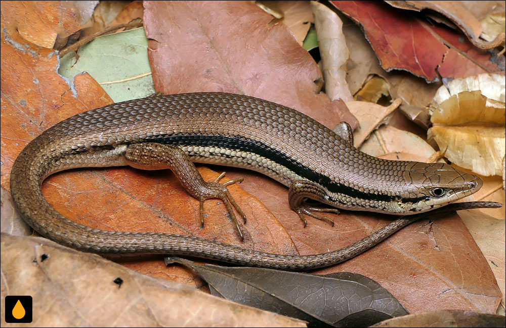 سقنقور شنی شرقی