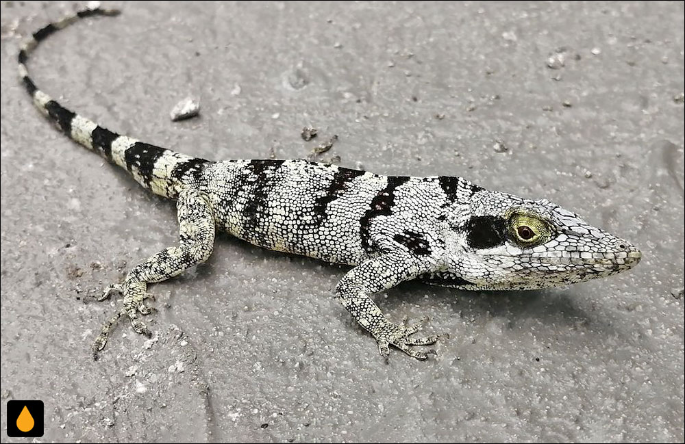 آنول ترکهای جامائیکایی (آنول کوتاهدم)