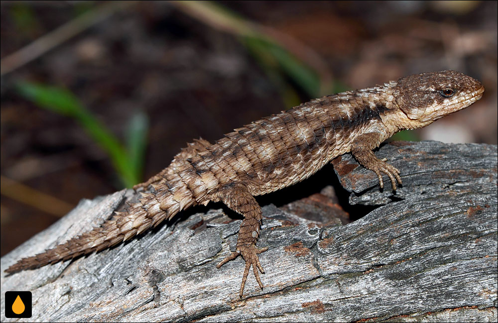 مارمولک کمربنددار لیمپوپو