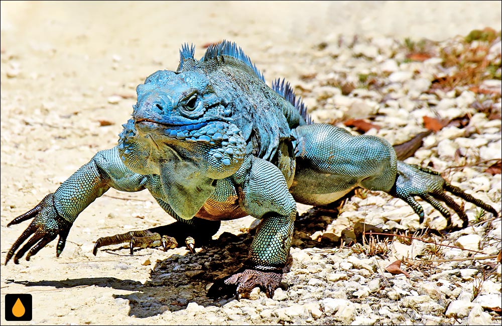ایگوآنای آبی