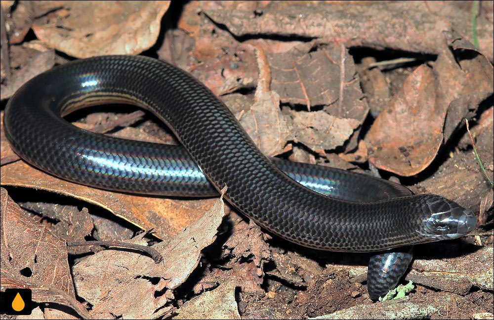 سقنقور بی‌اندام سیاه