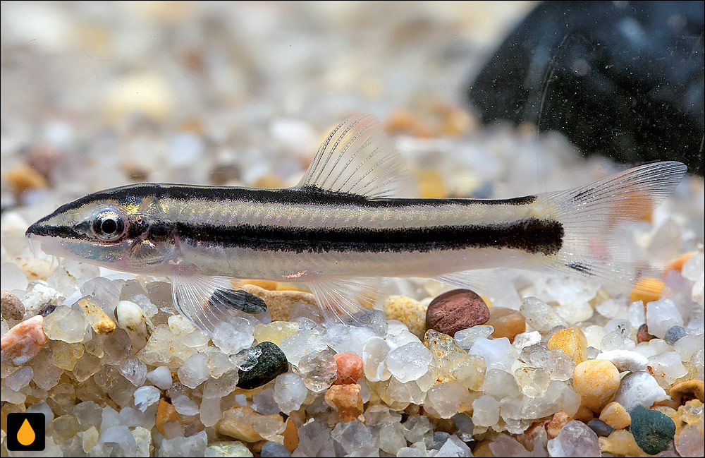 Ambastaia nigrolineata