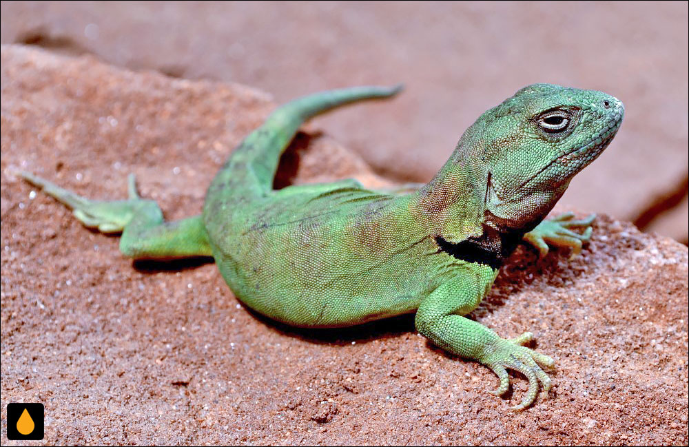 Pristidactylus nigroiugulus