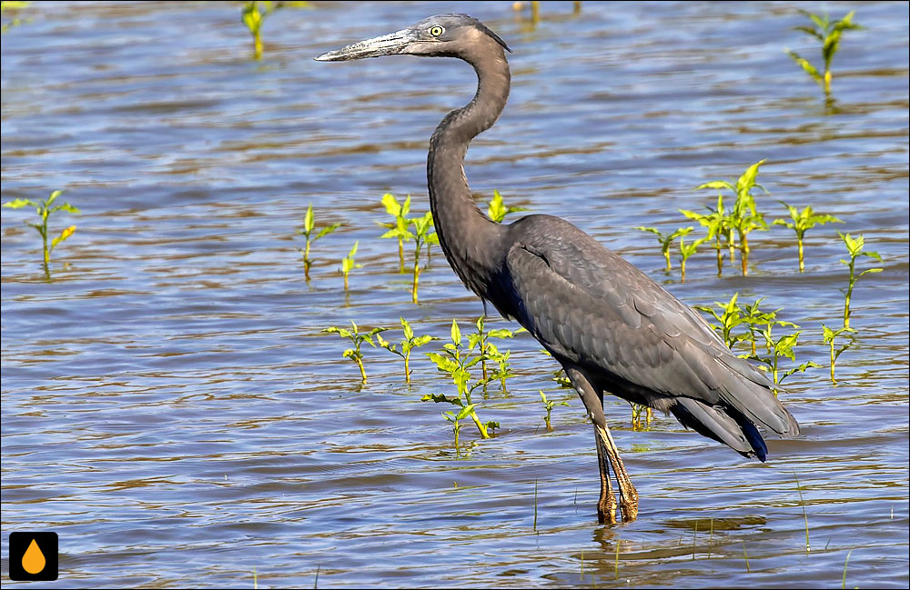 حواصیل هامبلوت (حواصیل ماداگاسکار)