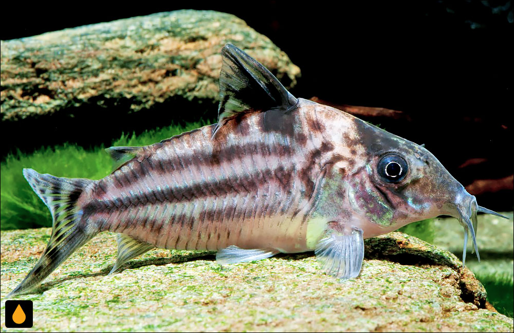 Corydoras incolicana