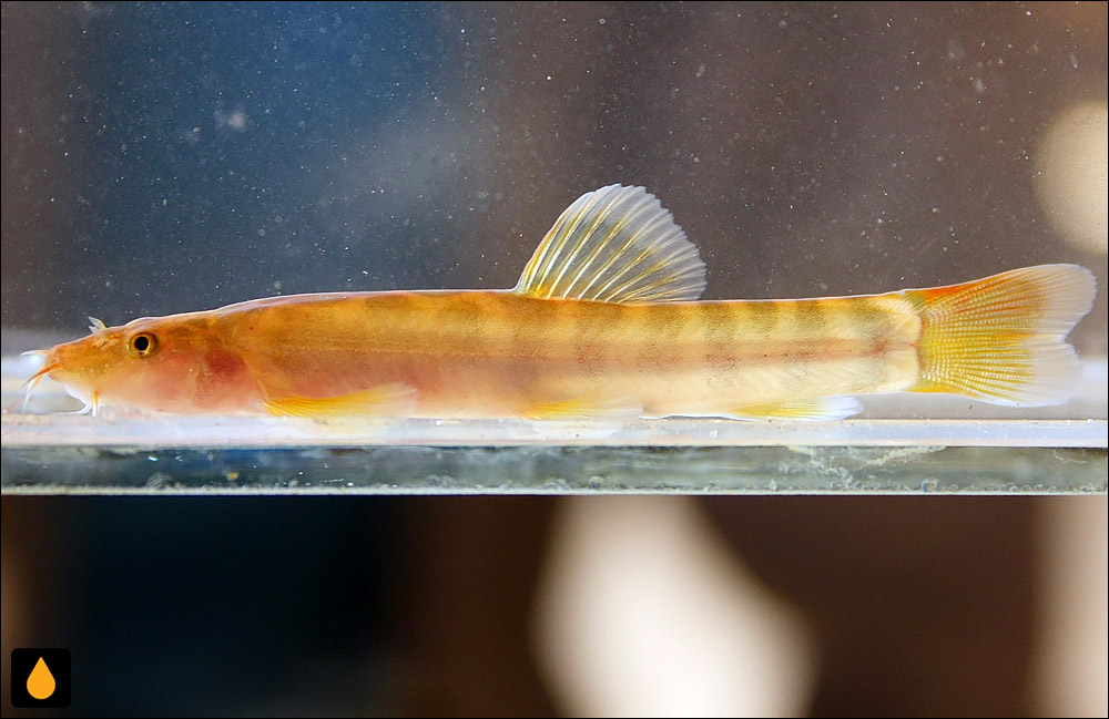 Schistura kengtungensis