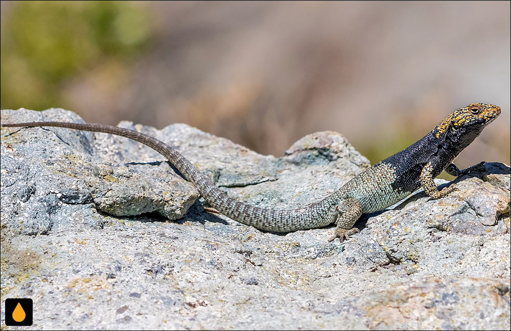 Liolaemus maldonadae