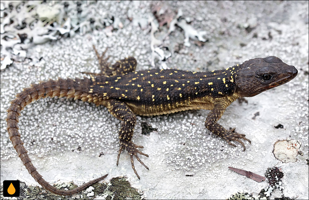 مارمولک کمربنددار موزامبیک