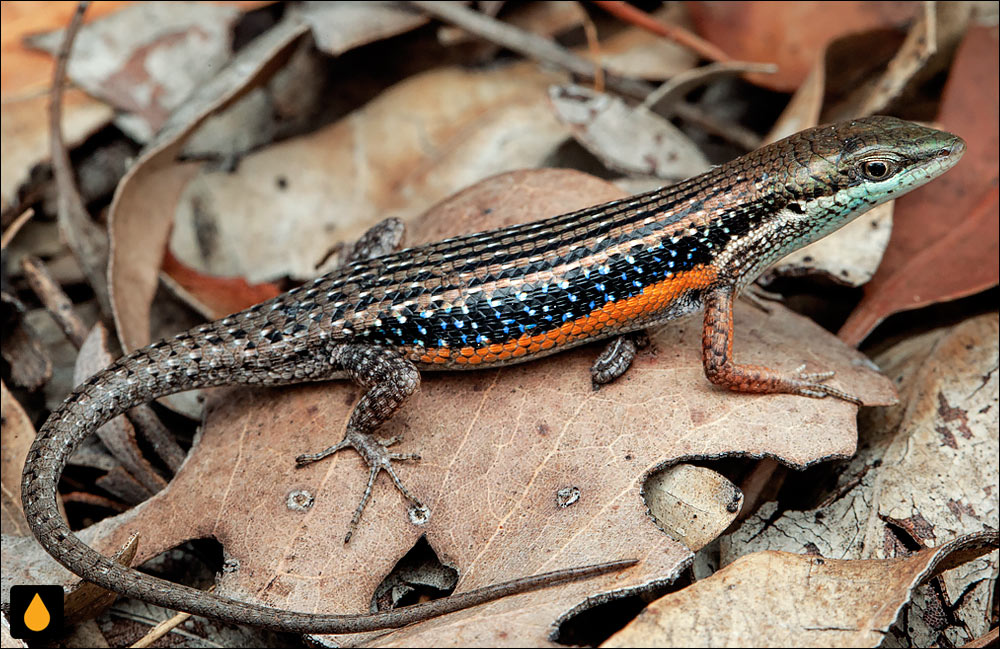 سقنقور رنگینکمانی خطدار