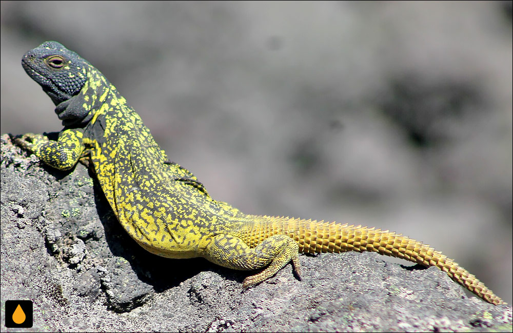 چاکوالای آنتوکو