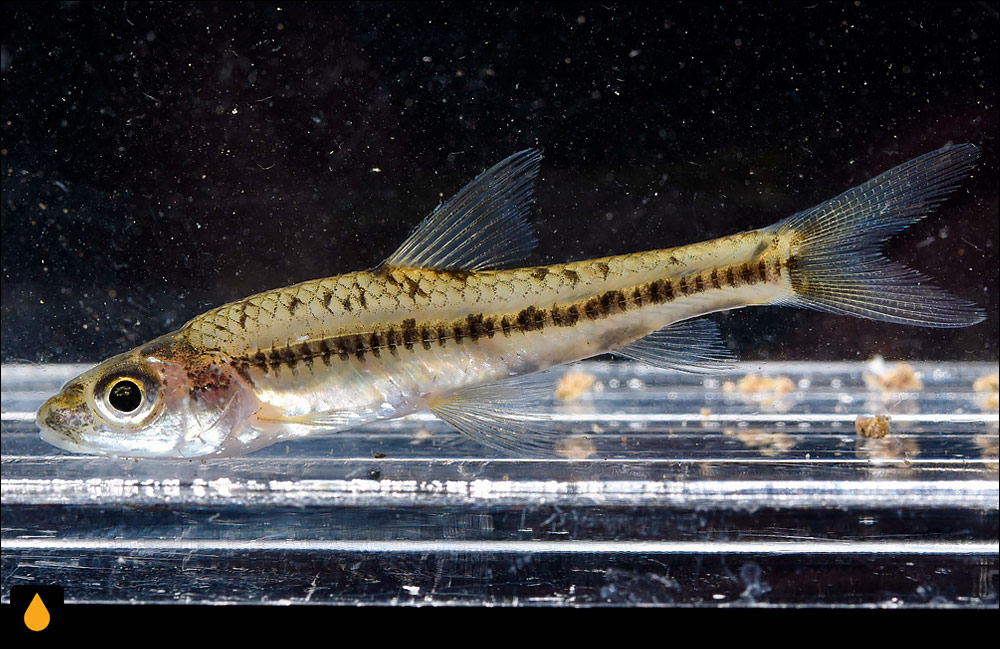 Squalidus wolterstorffi