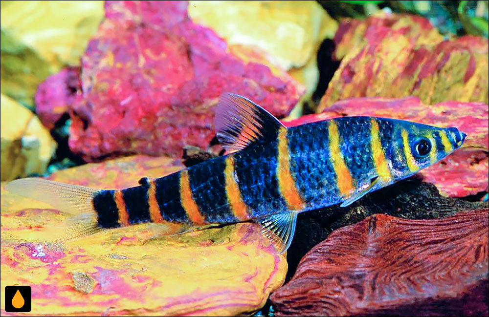 Leporinus multifasciatus