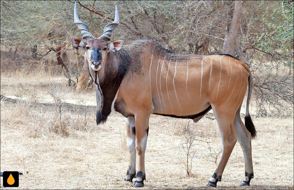 گاو کوهی بزرگ (پستانداری از خانواده‌ی گاوان)