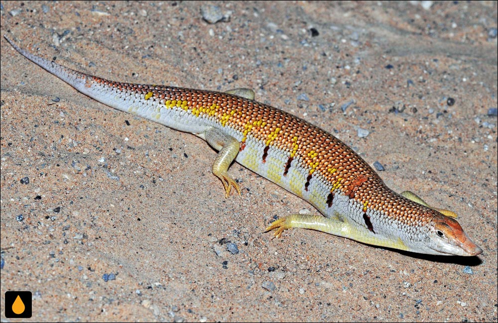 ماسهماهی شرقی (سقنقور ماسهای عربی)