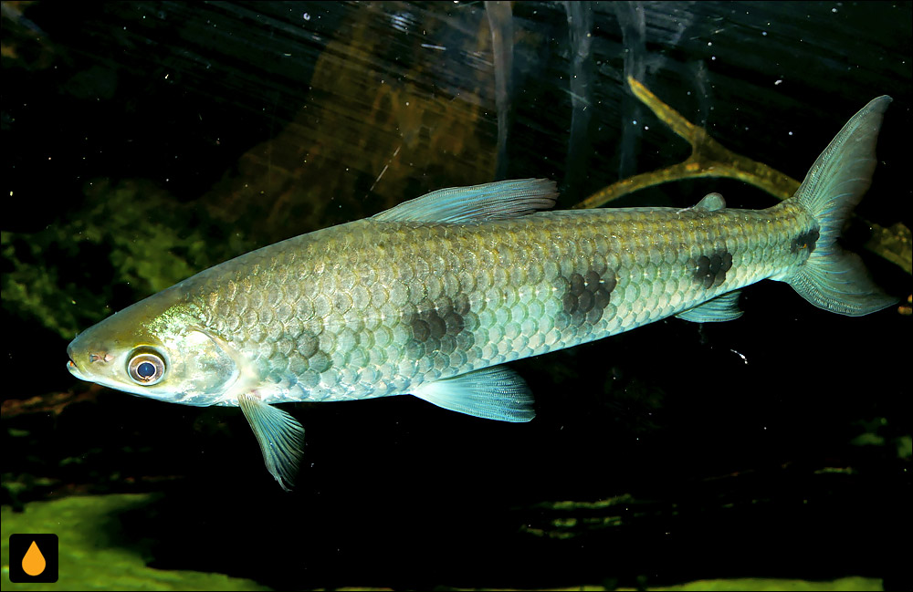 Schizodon fasciatus