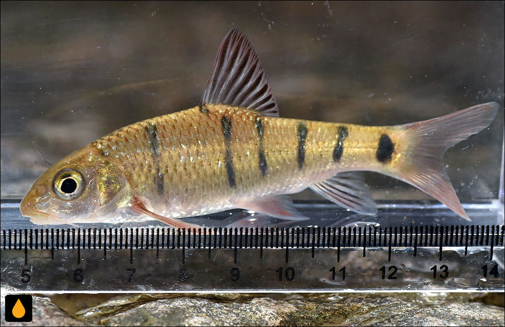 Acrossocheilus paradoxus
